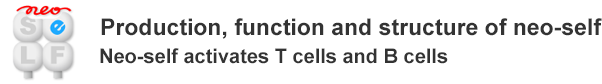 Production, function and structure of neo-self - Neo-self activates T cells and B cells